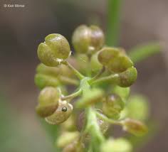 Attēlu rezultāti vaicājumam “Lepidium densiflorum flower”