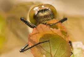 Attēlu rezultāti vaicājumam “Somatochlora flavomaculata”
