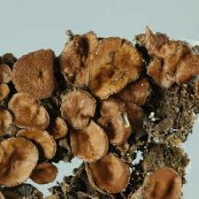 Attēlu rezultāti vaicājumam “Melanohalea olivacea”