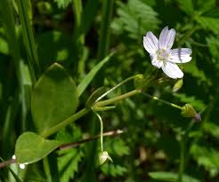 Attēlu rezultāti vaicājumam “Claytonia sibirica flower”