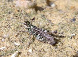 Attēlu rezultāti vaicājumam “Myrmeleotettix maculatus”