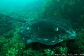 Image result for Bathytoshia brevicaudata