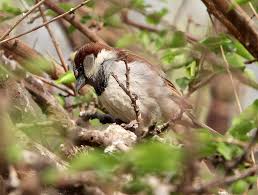 Image result for Passer hispaniolensis