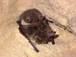 Attēlu rezultāti vaicājumam “Myotis nattereri”
