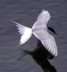 Attēlu rezultāti vaicājumam “Sterna”