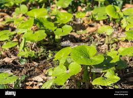 Attēlu rezultāti vaicājumam “Caltha palustris leaf”