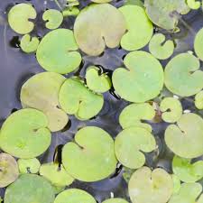 Attēlu rezultāti vaicājumam “Hydrocharis morsus-ranae bud”