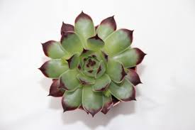 Image result for echtes Hauswurz