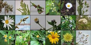 Attēlu rezultāti vaicājumam “Asteraceae”