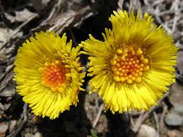 Attēlu rezultāti vaicājumam “Tussilago farfara flower”