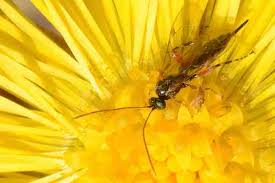 Attēlu rezultāti vaicājumam “Diurnea lipsiella male”