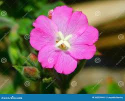 Attēlu rezultāti vaicājumam “Epilobium hirsutum flower”