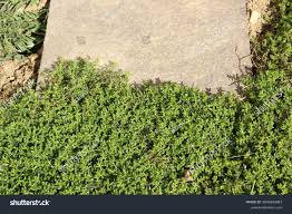 Attēlu rezultāti vaicājumam “Herniaria glabra”