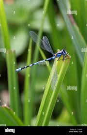 Attēlu rezultāti vaicājumam “Enallagma cyathigerum male”