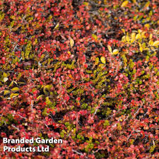 Attēlu rezultāti vaicājumam “Betula nana flower”