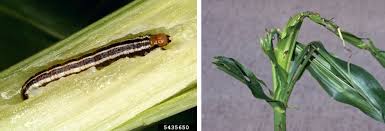 Attēlu rezultāti vaicājumam “Stemonaria irregularis stalked”