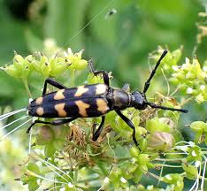 Attēlu rezultāti vaicājumam “Leptura quadrifasciata”