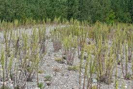 Image result for Artemisia caudata