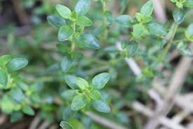 Attēlu rezultāti vaicājumam “Thymus serpyllum leaf”