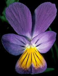 Attēlu rezultāti vaicājumam “Viola tricolor flower”