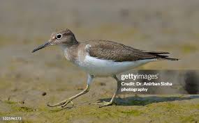 Attēlu rezultāti vaicājumam “Calidris maritima adult”