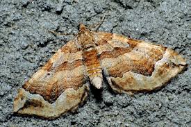 Attēlu rezultāti vaicājumam “Pelurga comitata”