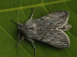 Attēlu rezultāti vaicājumam “Cucullia lucifuga”