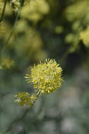 Attēlu rezultāti vaicājumam “Thalictrum flavum bud”