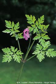 Attēlu rezultāti vaicājumam “Geranium robertianum”
