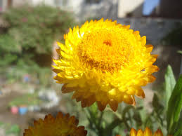 Image result for Helichrysum bracteatum