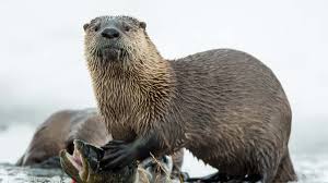 Image result for Eltham Otters