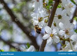 Attēlu rezultāti vaicājumam “Prunus cerasifera var. divaricata bud”