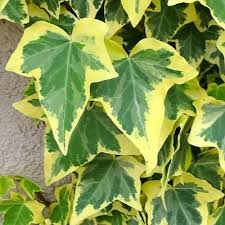 Attēlu rezultāti vaicājumam “Hedera helix  leaf”