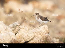 Attēlu rezultāti vaicājumam “Actitis hypoleucos adult”