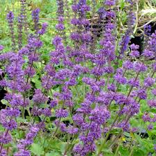 Attēlu rezultāti vaicājumam “Salvia verticillata flower”