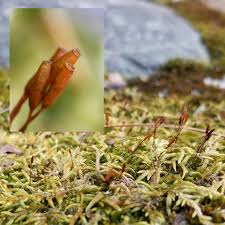 Attēlu rezultāti vaicājumam “Isothecium alopecuroides”