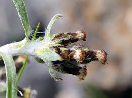 Attēlu rezultāti vaicājumam “Gnaphalium sylvaticum bud”