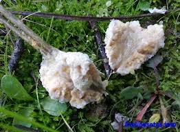 Attēlu rezultāti vaicājumam “Fuligo septica var. candida”