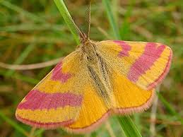 Attēlu rezultāti vaicājumam “Lythria cruentaria”