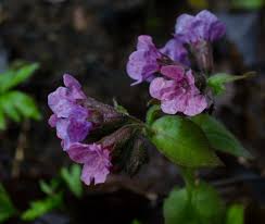 Attēlu rezultāti vaicājumam “Pulmonaria obscura leaf”