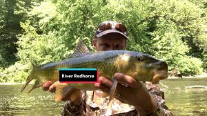 Image result for Moxostoma carinatum