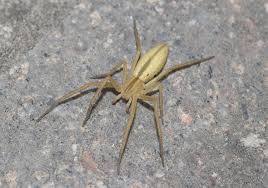 Attēlu rezultāti vaicājumam “Tibellus oblongus”