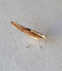 Attēlu rezultāti vaicājumam “Argyresthia semifusca”