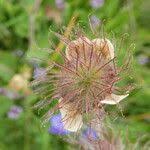 Attēlu rezultāti vaicājumam “Geum rivale fruit”