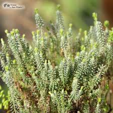 Attēlu rezultāti vaicājumam “Erica tetralix leaf”