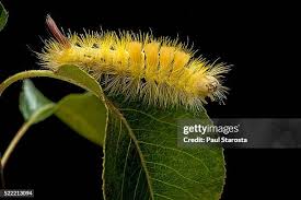 Attēlu rezultāti vaicājumam “Calliteara pudibunda larva”