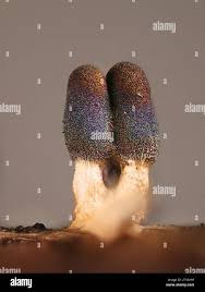 Attēlu rezultāti vaicājumam “Diachea leucopodia stalked”