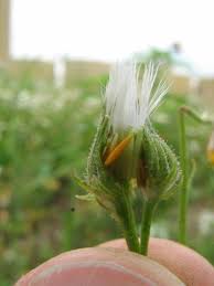 Attēlu rezultāti vaicājumam “Crepis tectorum”