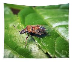 Attēlu rezultāti vaicājumam “Kleidocerys resedae”