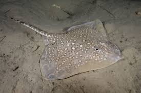 Image result for Raja clavata